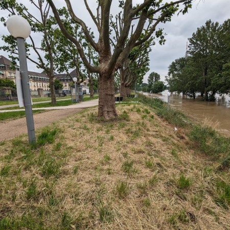 Mein Krebs, der kleine Drache